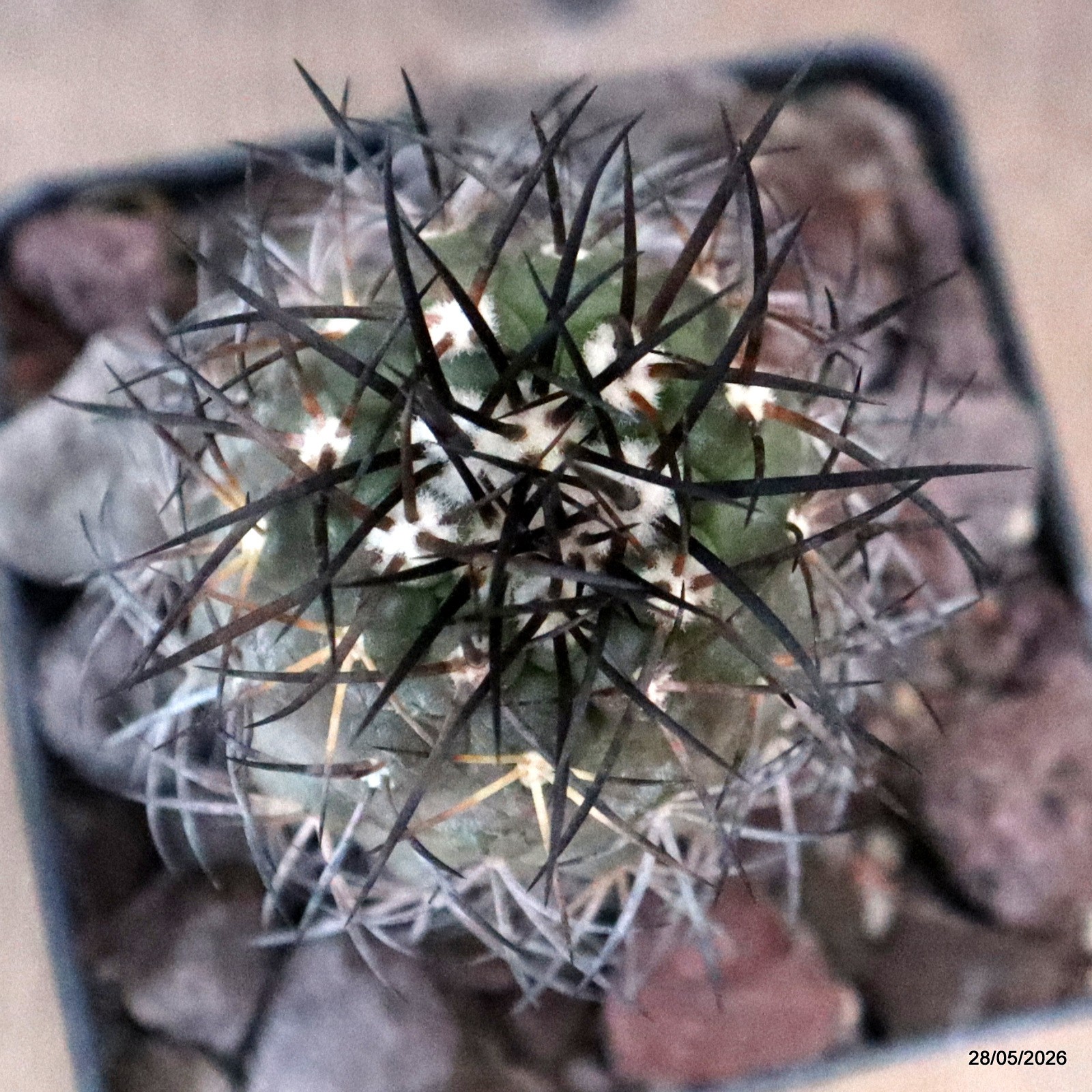 D3194 COPIAPOA SCHULZIANA pot10-H11-W5,5 cm MaMa Cactus