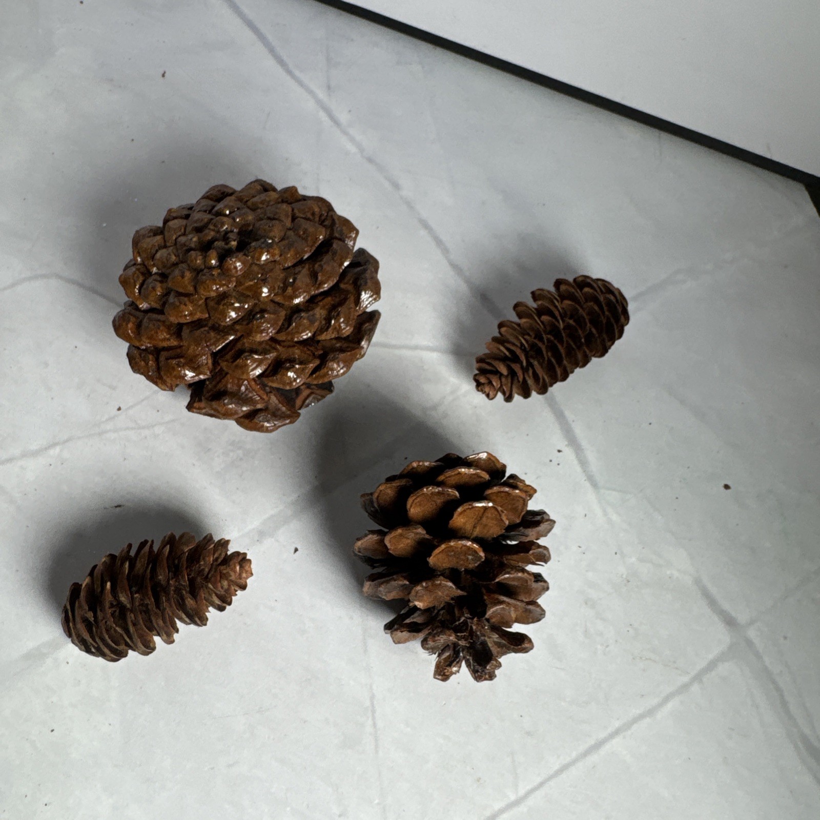Red And Gold Holly Berry Stem and 4 Pine Cones Individual.