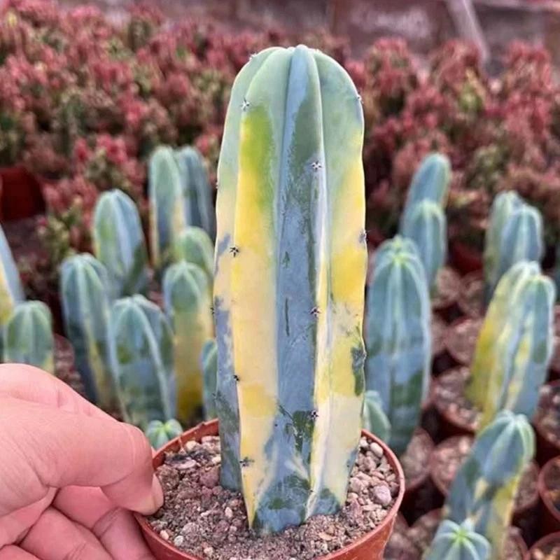 Myrtillocactus Geometrizans Cactus Succulent Plants Variegated Plants USA