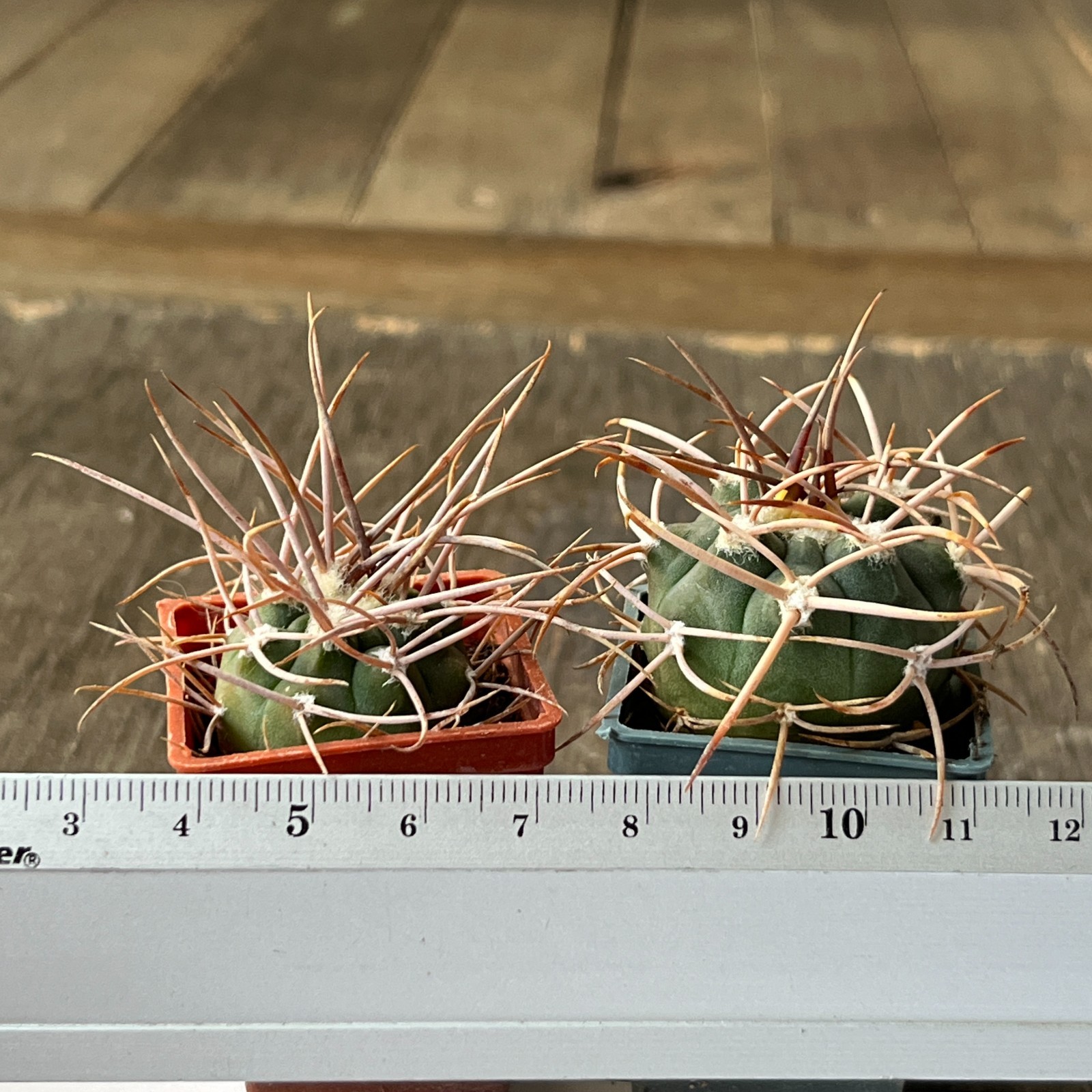 A50-1180 Gymnocalycium polycephalum, own root seedlings, 2 pieces