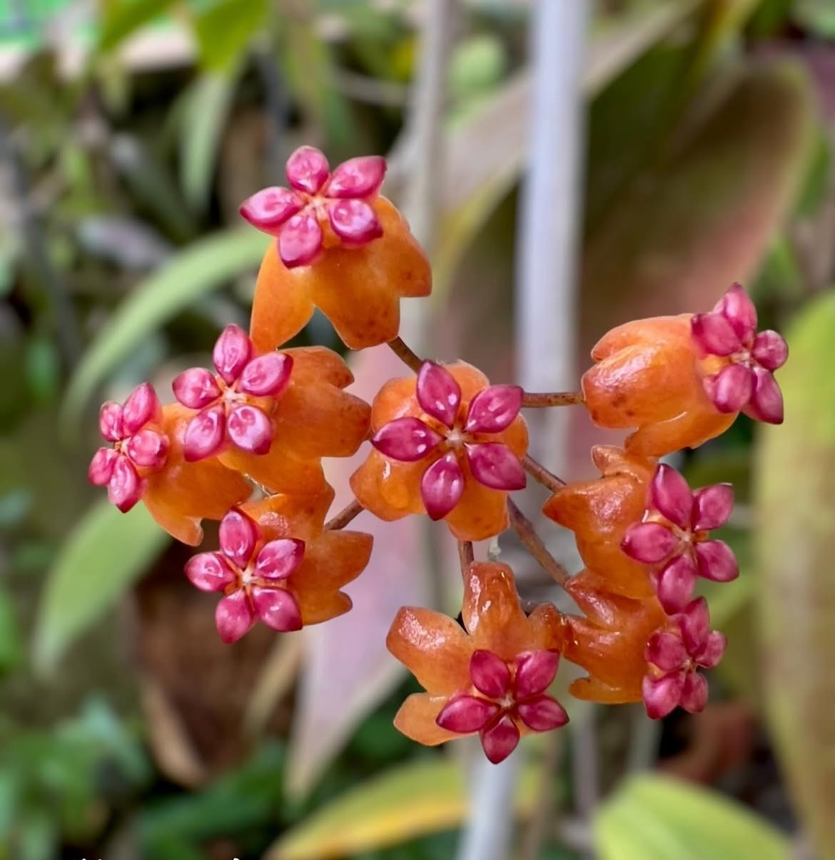 Hoya Soligamiana Rare Tropical Wax Plant