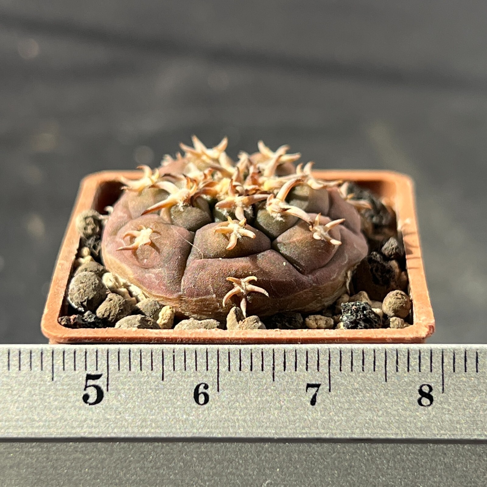A4-5. Gymnocalycium unguispinum SL-44b (Own roots)