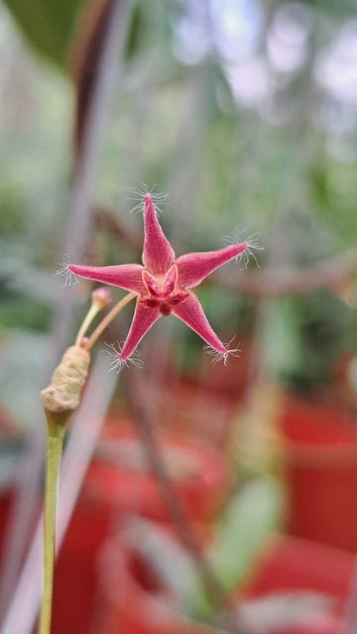 Hoya Mini Peltata Sp Borneo Rare Tropical Wax Plant