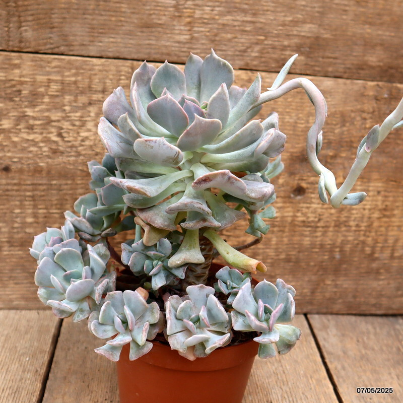 D3952 ECHEVERIA RUNYONII “TOPSY TURVY” pot14-H20-W22 cm MaMa Cactus
