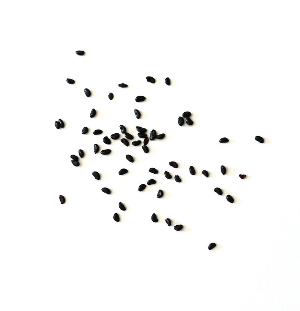 Ferocactus macrodiscus SEEDS – Mexican lime cactus | Disc cactus