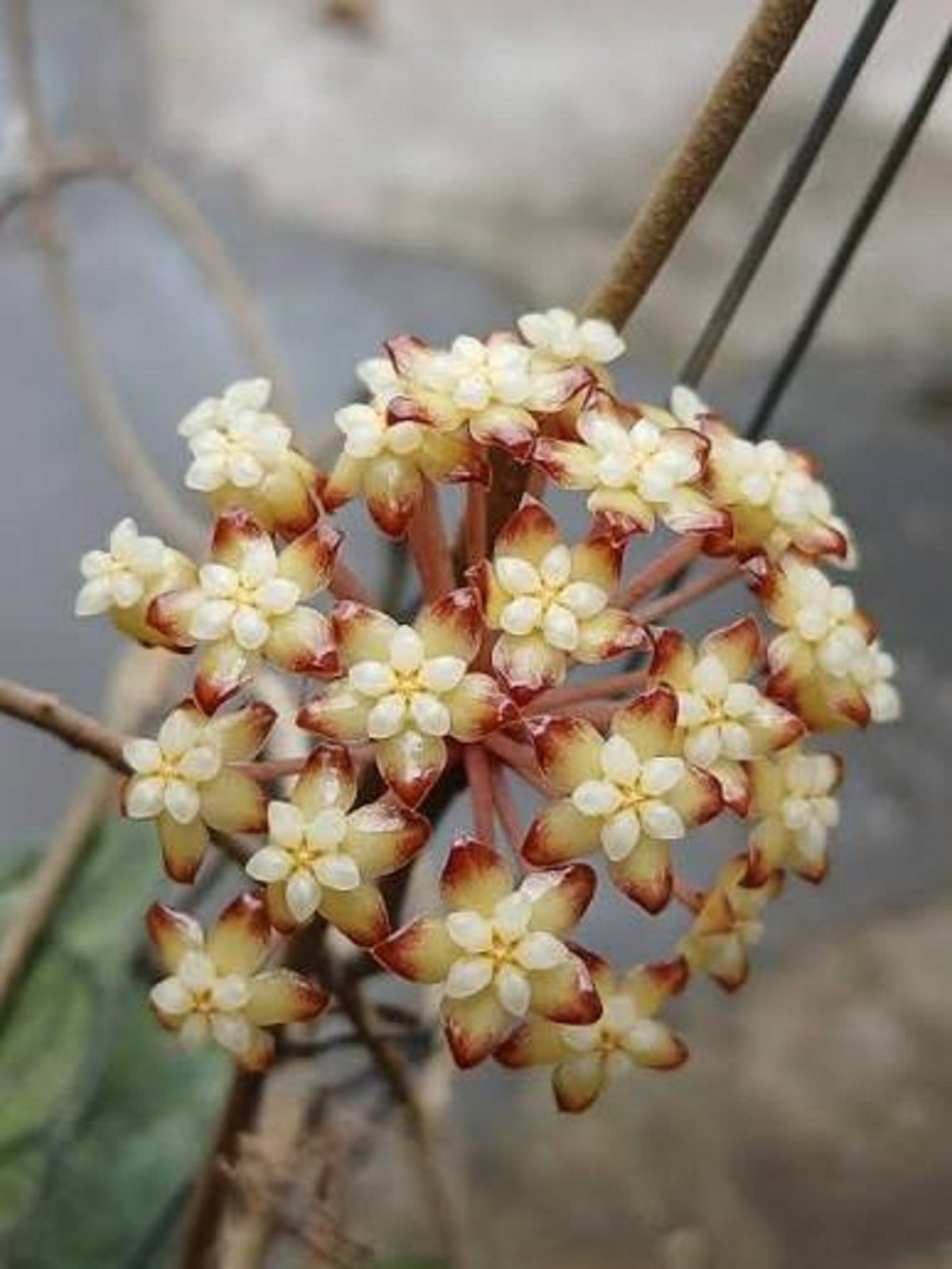 Hoya Clemensiorum Splash Live Rare Splash Wax Plant Exotic Silver Splash