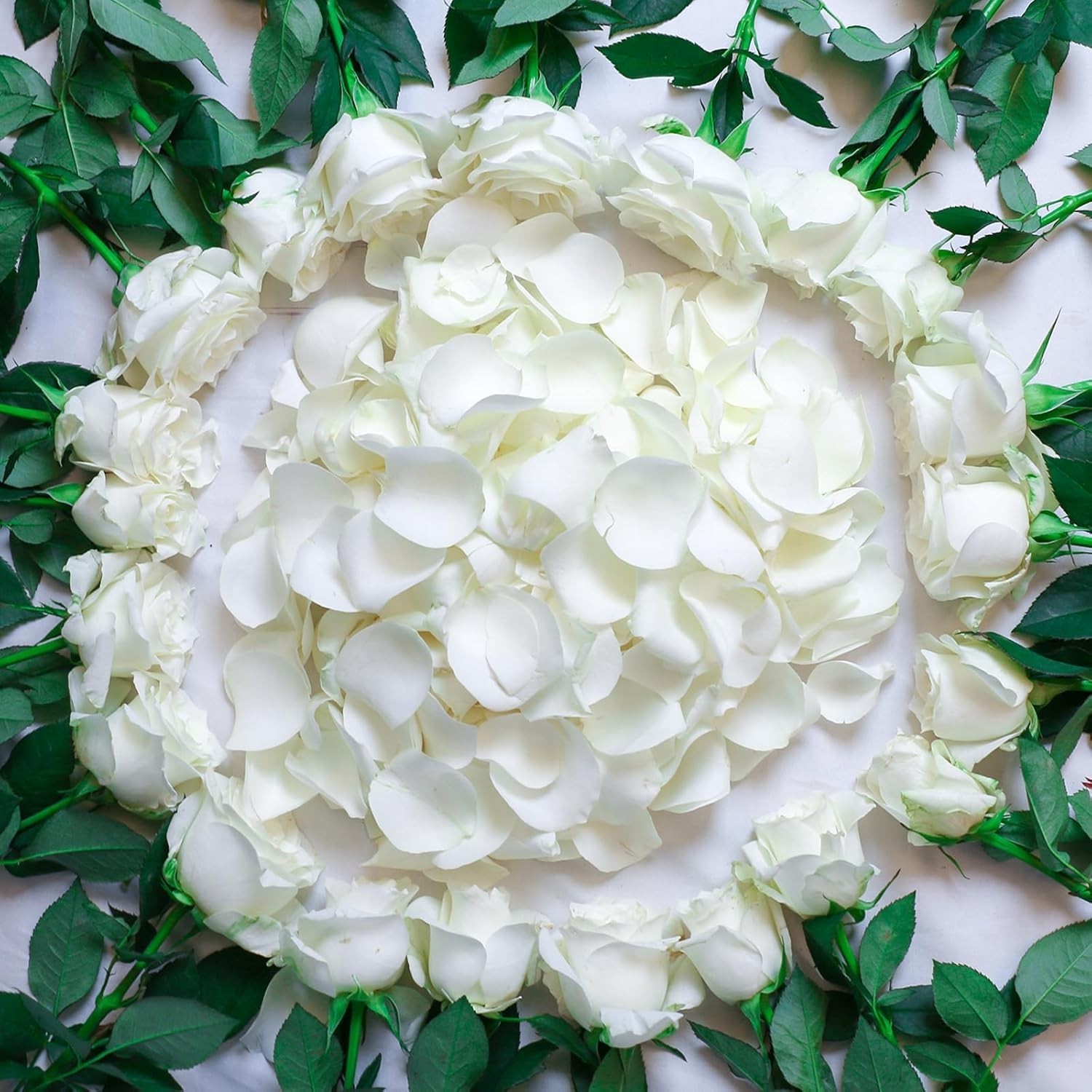 Dried Real White Rose Petals, Freeze Preserved Flower Petals 1.75Oz for Valentin