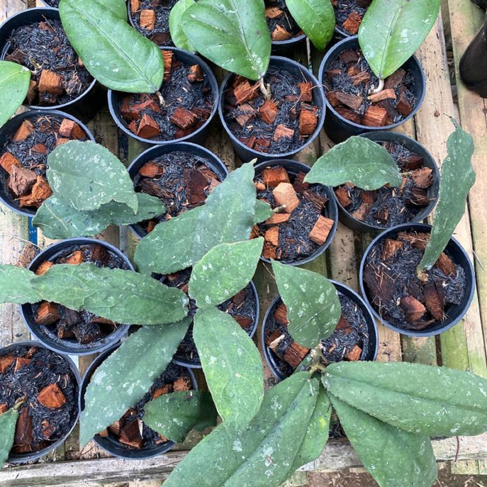 Hoya Undulata Rare Plant Wavy Leaf Hoya Exotic Collector Houseplant Tropical
