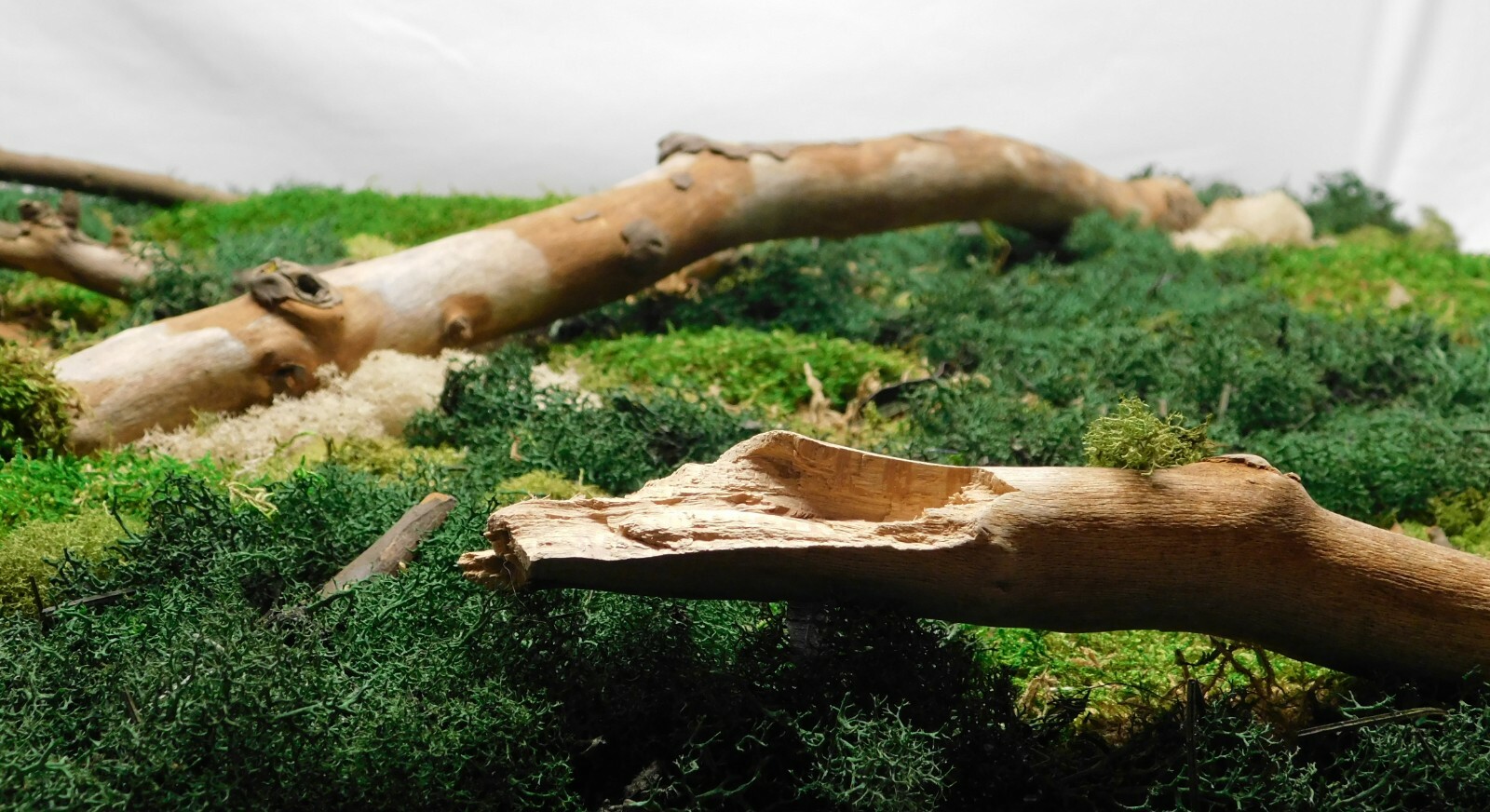 FREE SHIPPING, Large preserved moss wall art with branches, mounted on canvas 