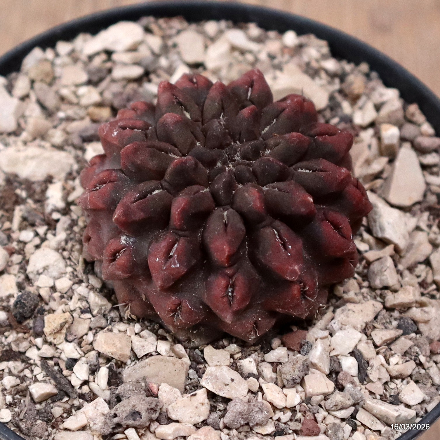 D8079 NEOPORTERIA OCCULTA pot10-H4-W5 cm MaMa Cactus