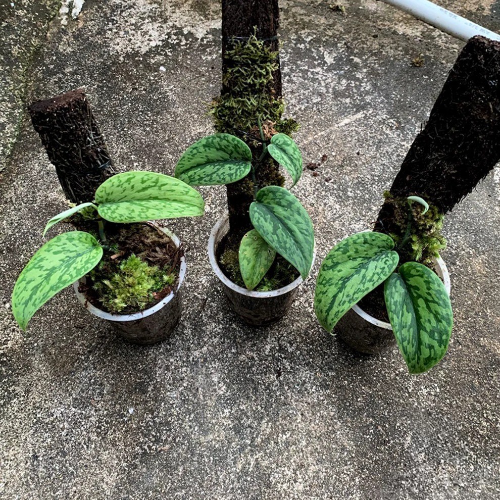 Real Picture Scindapsus Green Army Rare Plant