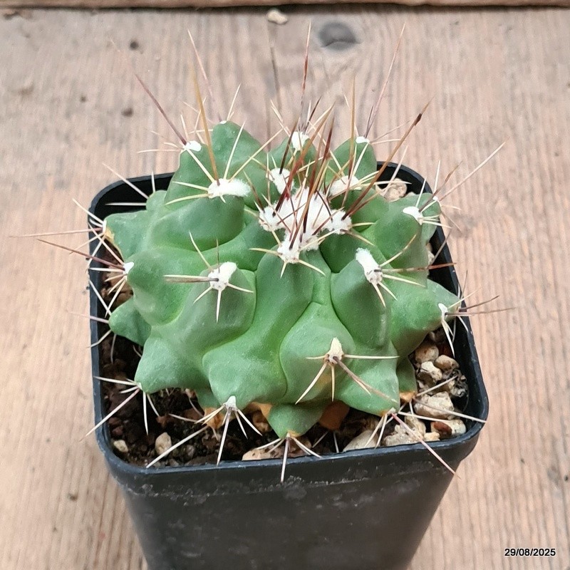D6293 THELOCACTUS MATUDAE pot8-H6-W9 cm MaMa Cactus