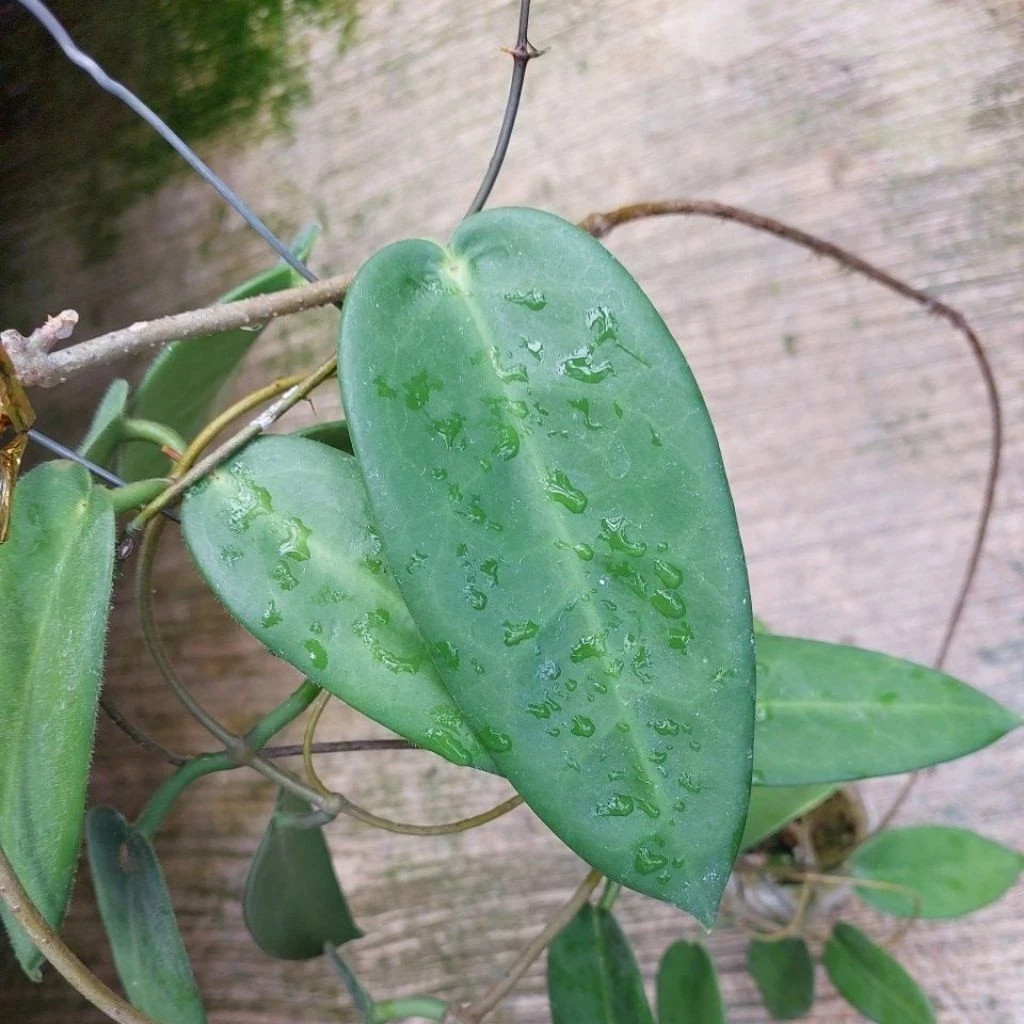 Real Picture Hoya Stenakei Pink Lush Leaves Rare Plant