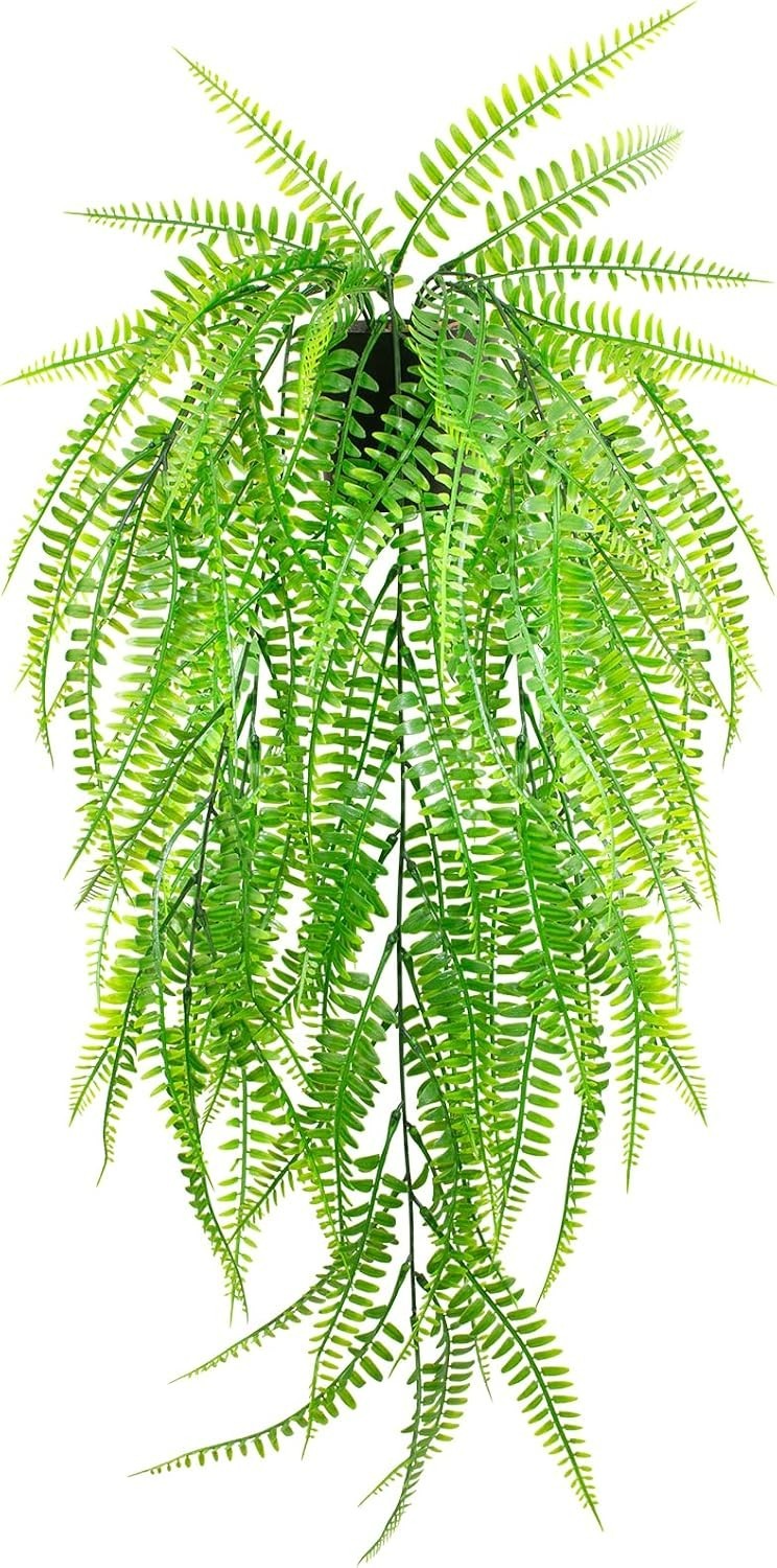Elegant Hanging Boston Fern for Home and Office Spaces – No Maintenance Required