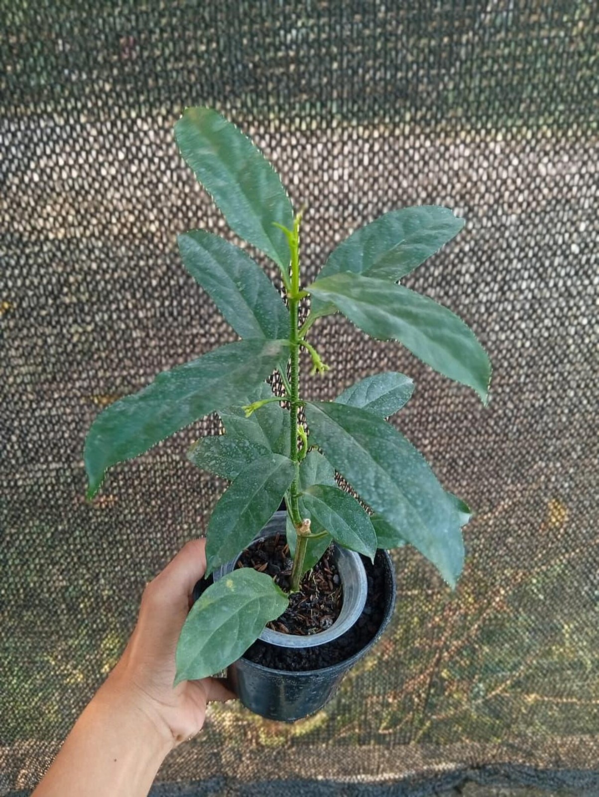 Real Picture Hoya Decipulae Sp Bengkulu