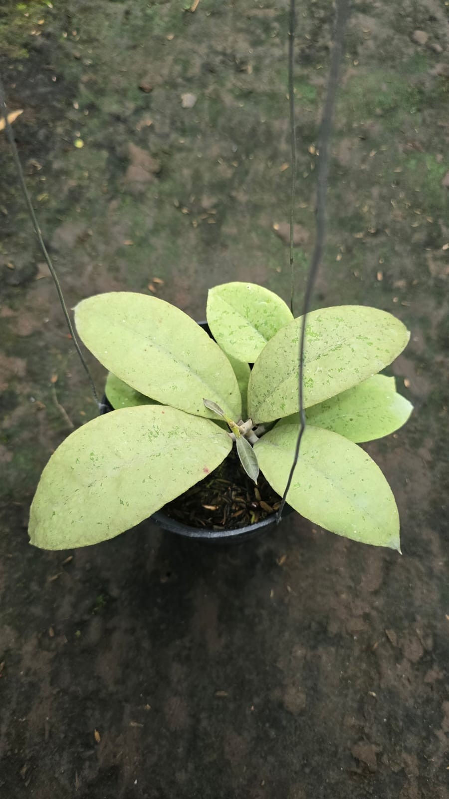 Real Picture Hoya Forbesii Silver Rare Plant