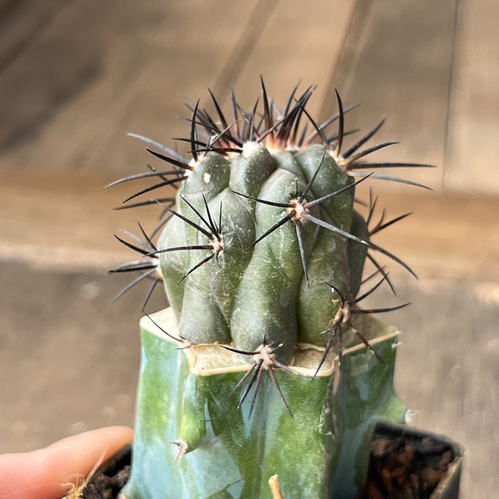 A23-4329 Copiapoa griseoviolacea, JN1273, Hacienda Nicolasa, At, grafted