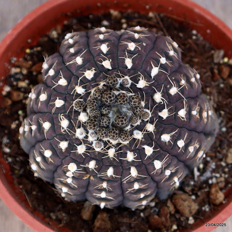 M66 GYMNOCALYCIUM RAGONESII 15 YEARS OLD pot14-H7-W11 cm MaMa Cactus