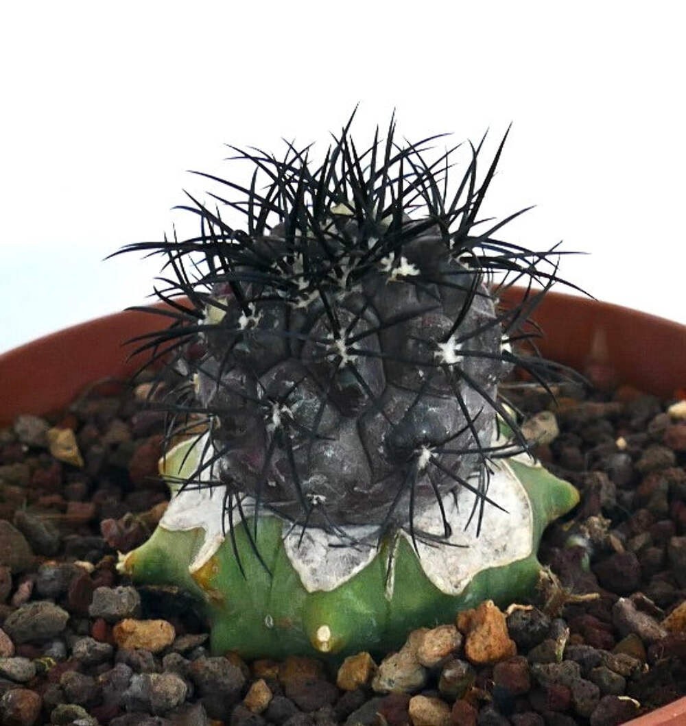 Copiapoa griseoviolacea GRAFTED – Grey Copiapoa | Purple Copiapoa
