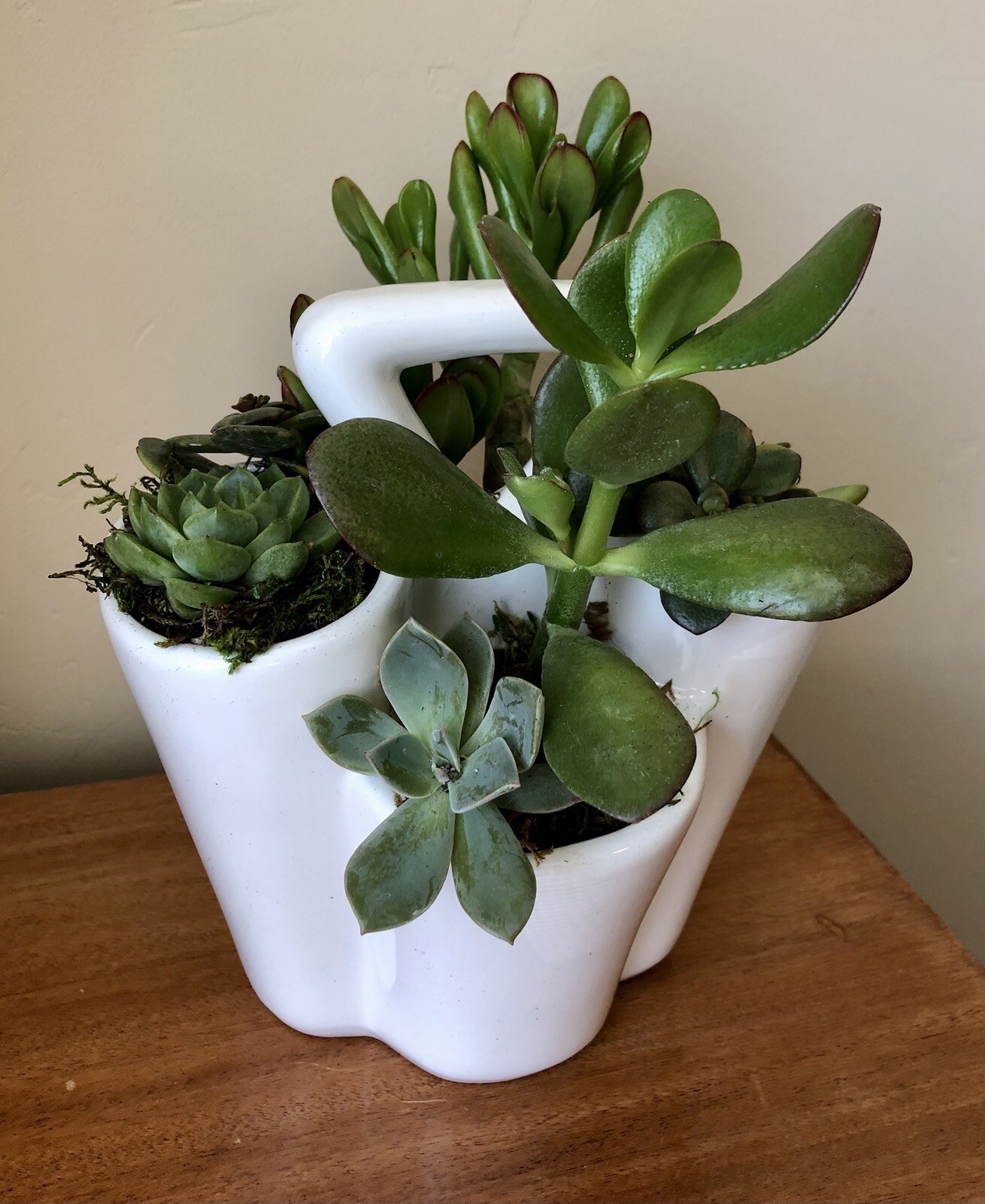 Live Potted Succulent Arrangement in Ceramic Tote Planter