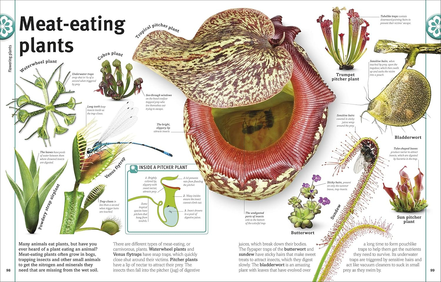 Trees, Leaves, Flowers & Seeds: a Visual Plant Encyclopedia for Kids (DK Our Wor