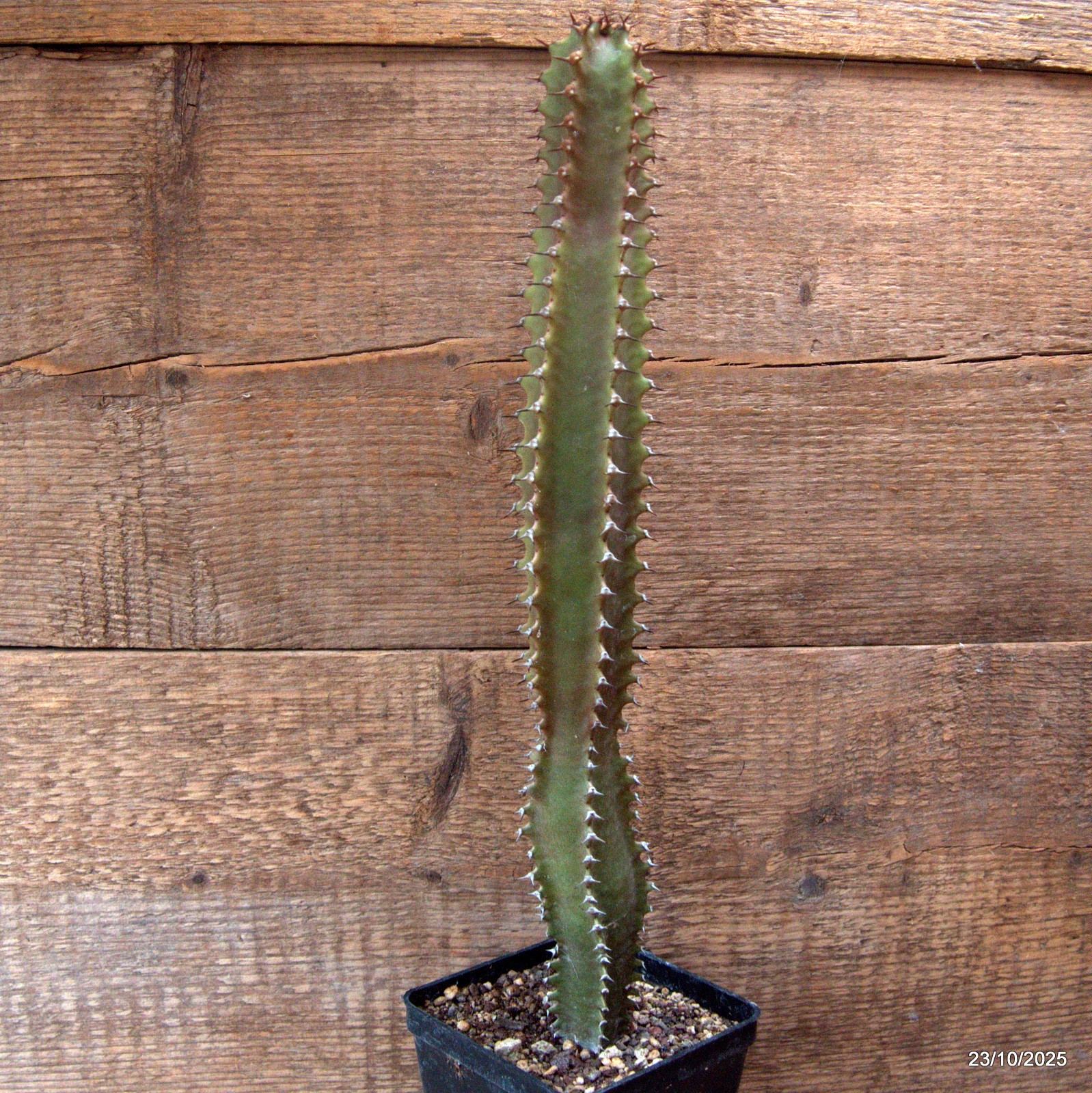 D7123 EUPHORBIA CANARIENSIS DARK pot10-H38-W5 cm MaMa Cactus