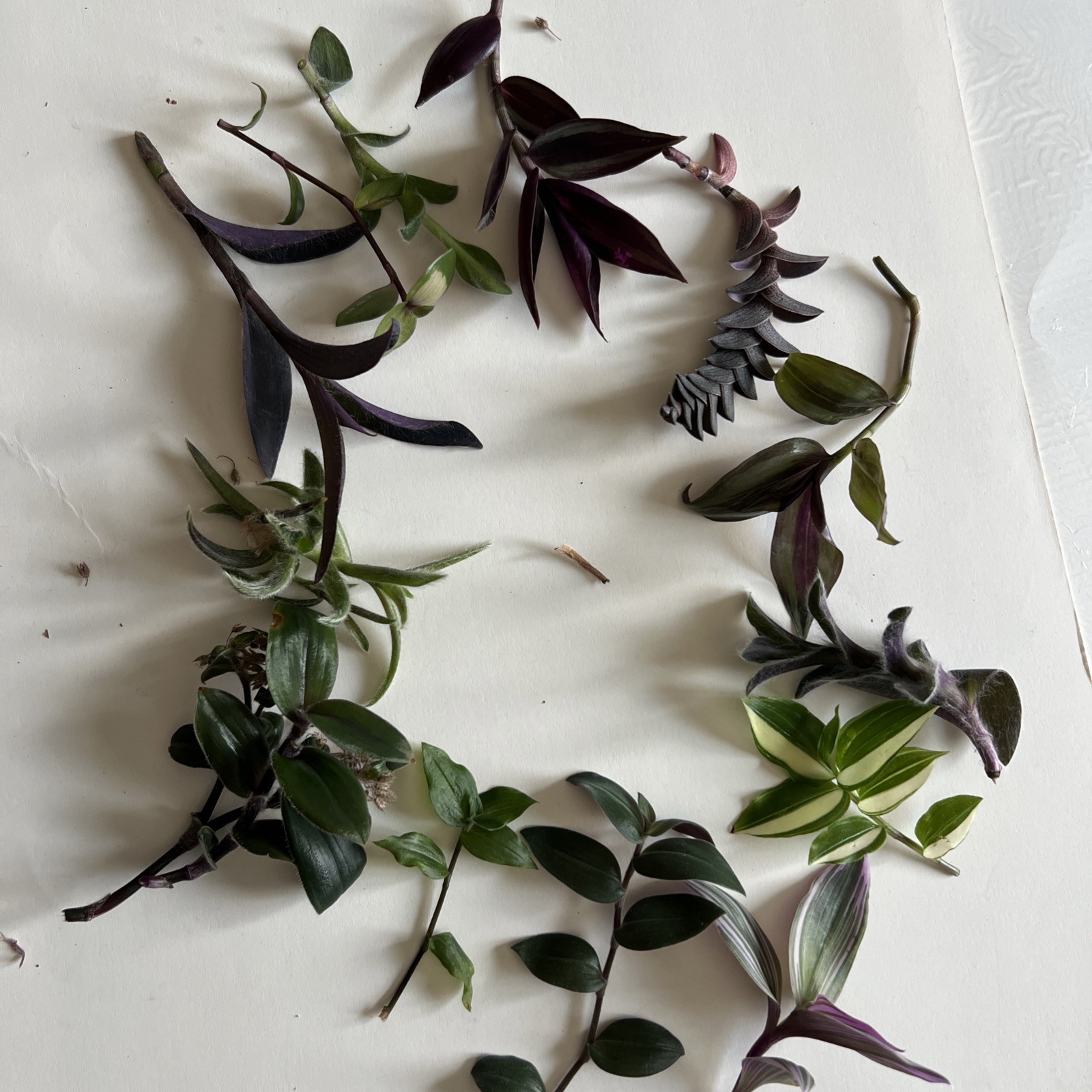 No Root Plant cuttings 13 Different Types Wandering Jew