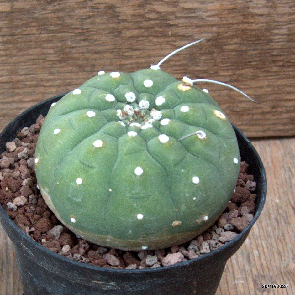 D7246 MATUCANA MADISONIORUM pot10-H6-W8 cm MaMa Cactus
