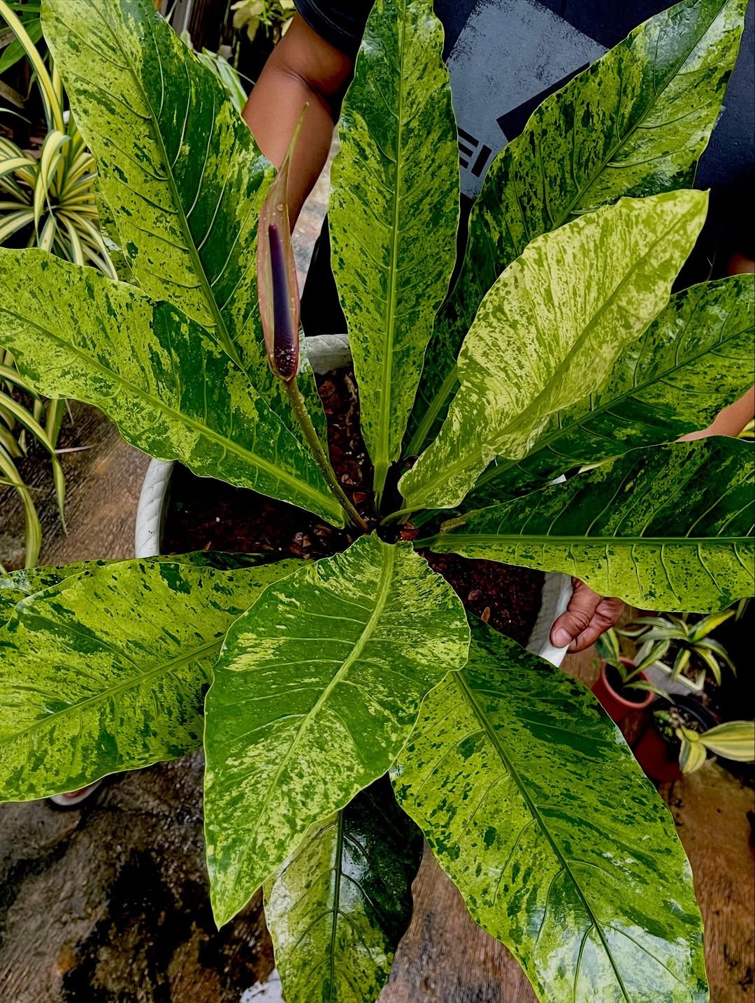 Anthurium Hookery Keris Mint Variegated Lush Leave Real Picture Big Size