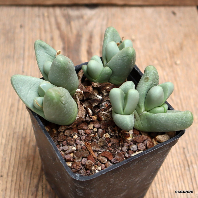 D928 ARGYRODERMA FRAMESII pot7-H5-W11 cm MaMa Cactus