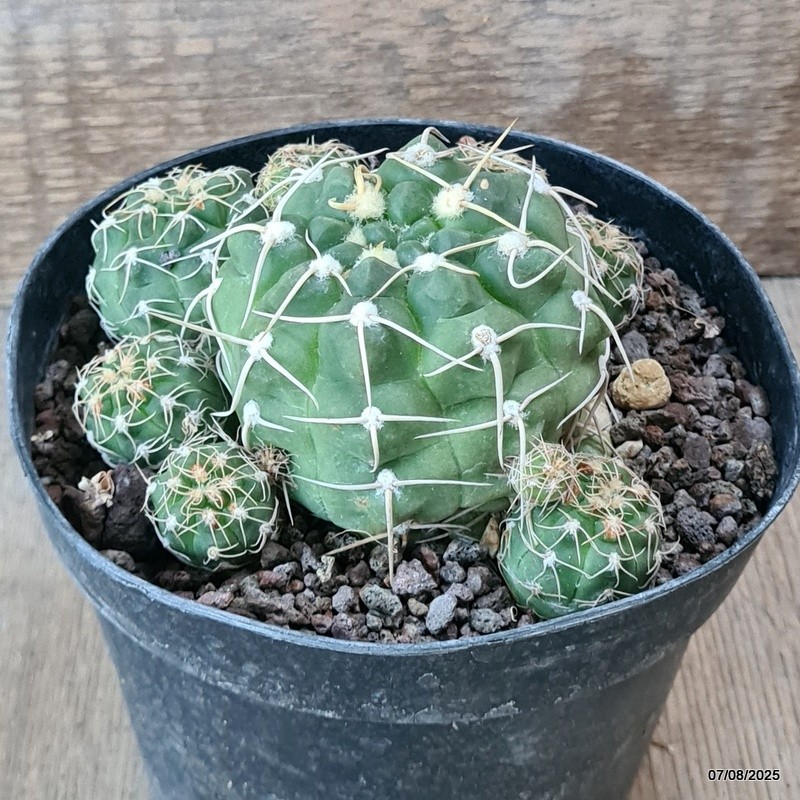 D5744 GYMNOCALYCIUM DENUDATUM pot14-H7-W13 cm MaMa Cactus