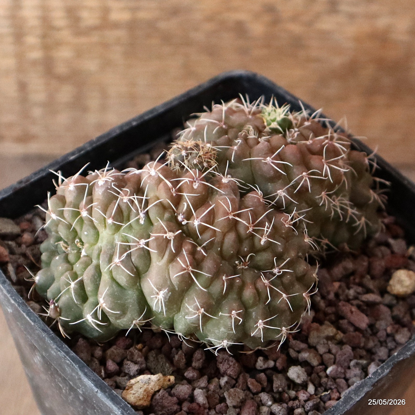 D5679 GYMNOCALYCIUM BALDIANUM CRESTED MONSTER pot10-H6-W10,5 cm MaMa Cactus