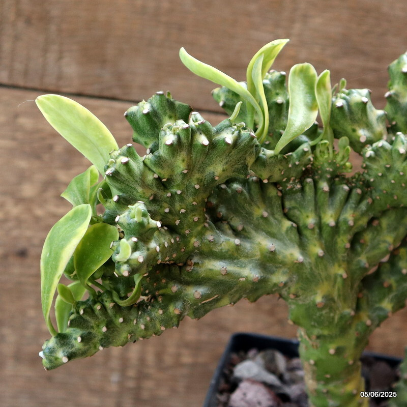 D4459 EUPHORBIA NERIFOLIA CRESTED VARIEGATED pot12-H18-W25 cm MaMa Cactus