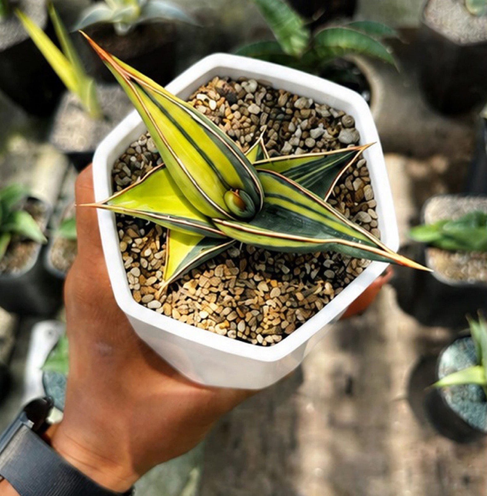 Sansevieria Rorida Variegated Rare Variegated Snake Plant Air Purifying Indoor