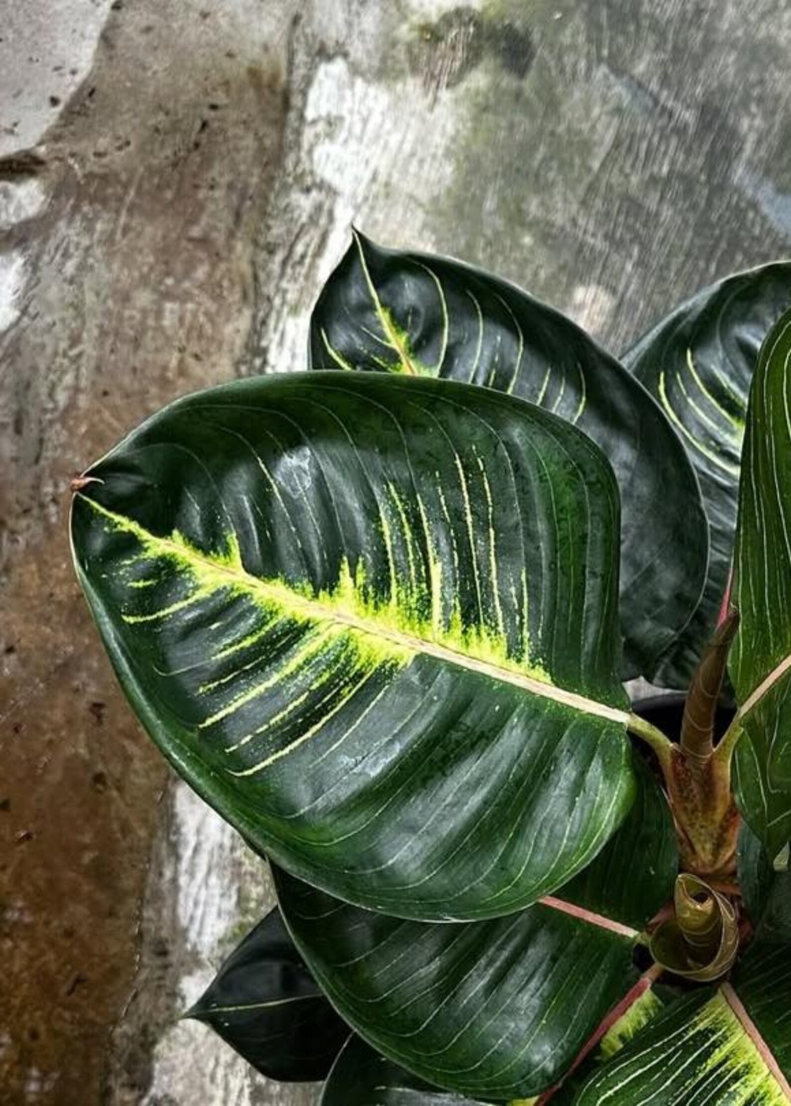 Real Piccture Aglaonema Black Moonlight Gerhana Beautiful Rare Plant