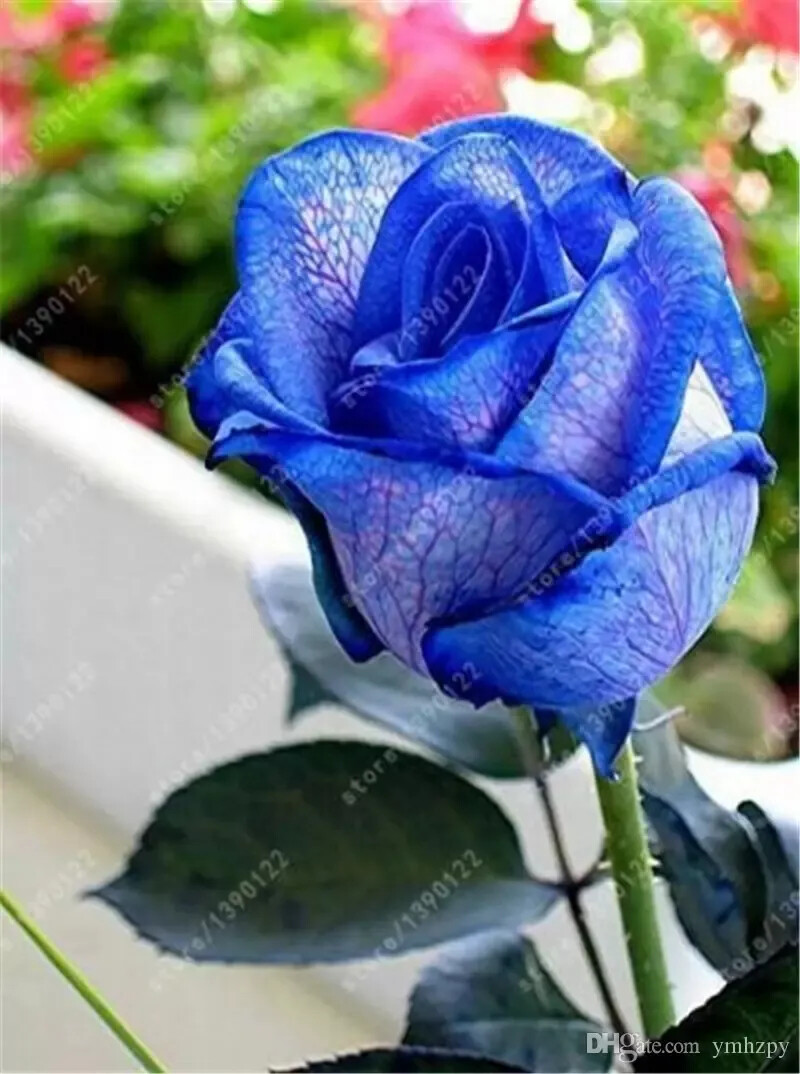 10 RARE ROSE SEEDS perennial flower garden bush plant tea USA SELLER W/TRACK