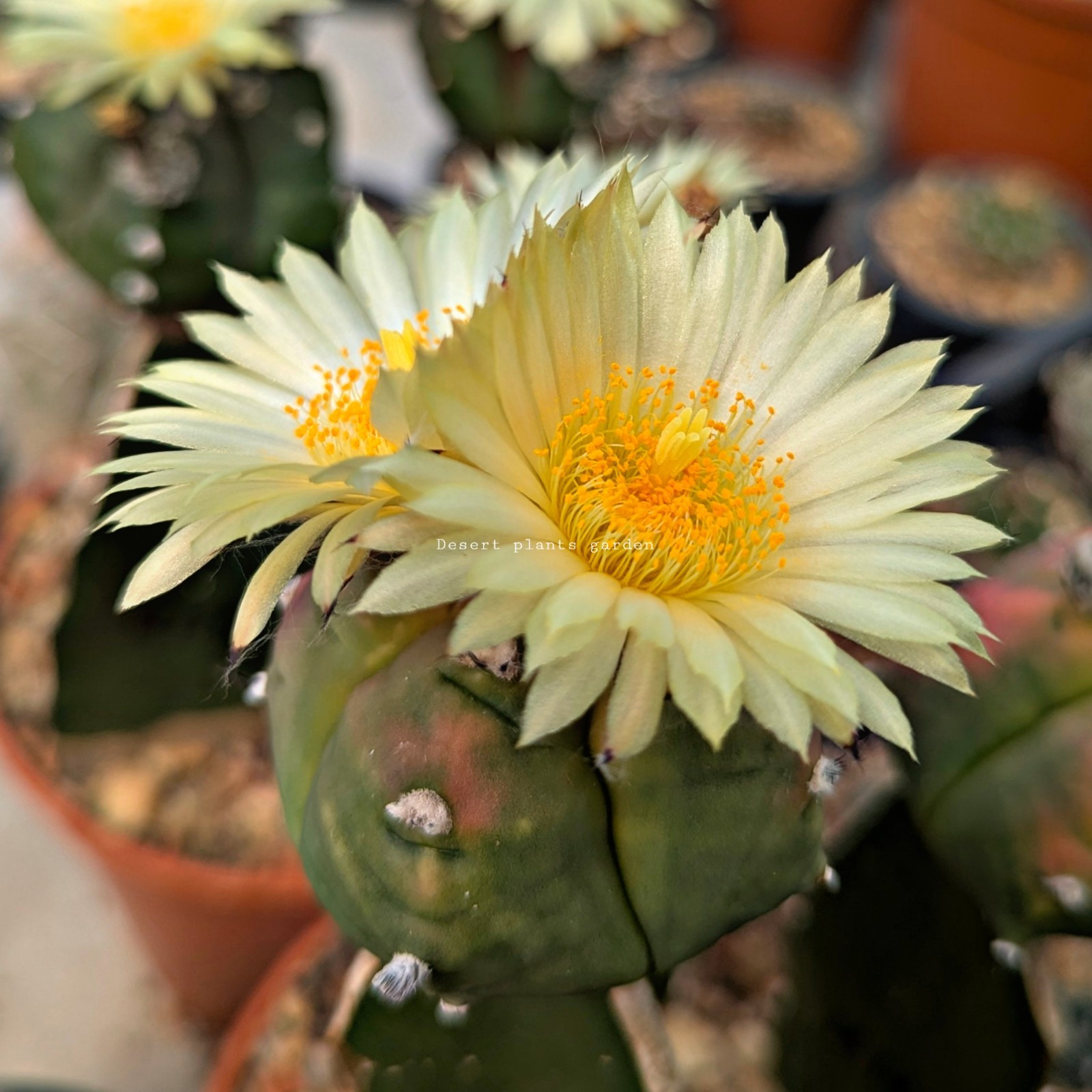 Astrophytum myriostigma kohyo 25Seeds