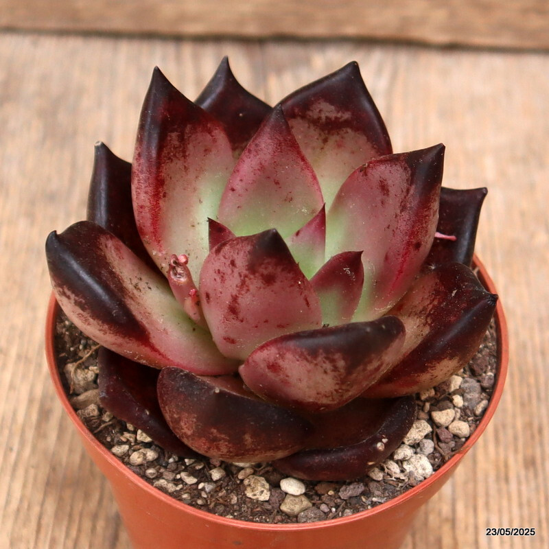 D4331 ECHEVERIA AGAVOIDES “ROMEO” pot8,5-H7-W8 cm MaMa Cactus