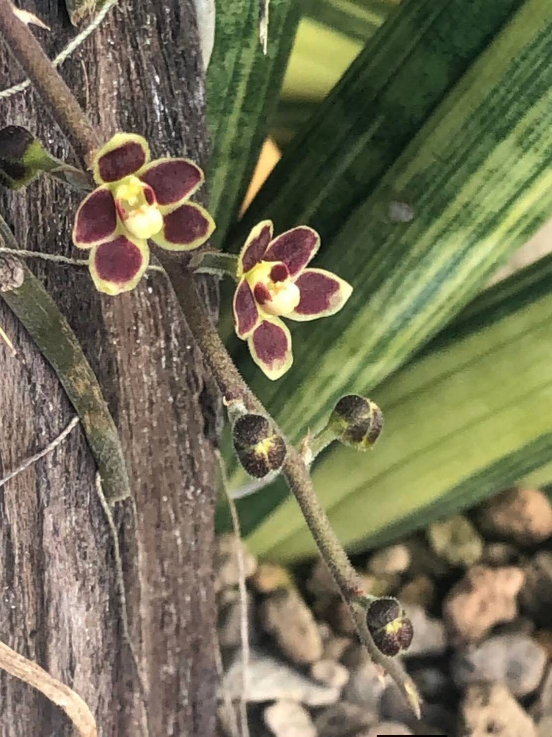 Red Chiloschista viridiflora Seidenf / Leafless Orchid 1 pc.