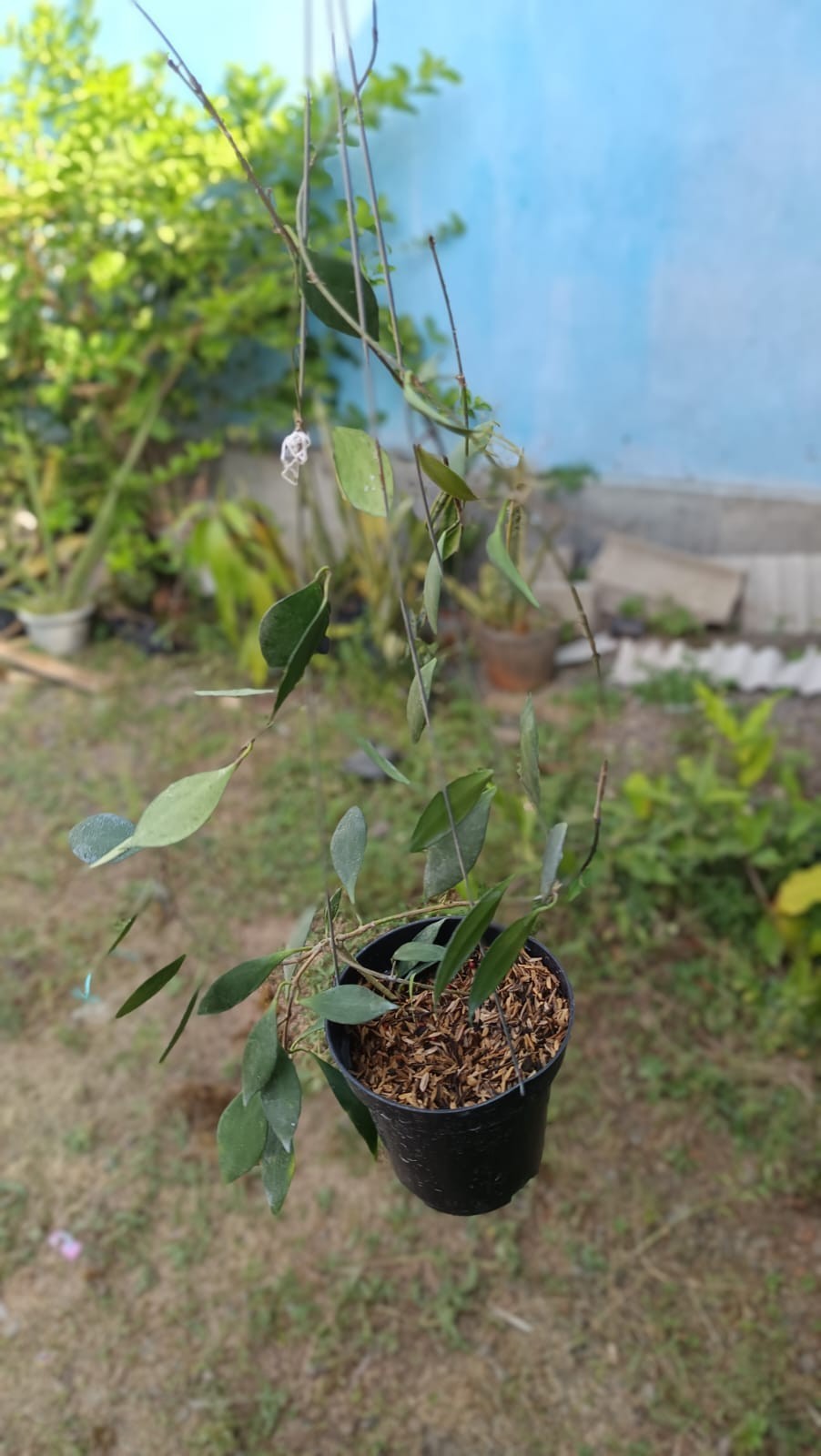 Real Picture Hoya Inconspicua Pink Sp Papua Lush Leaves