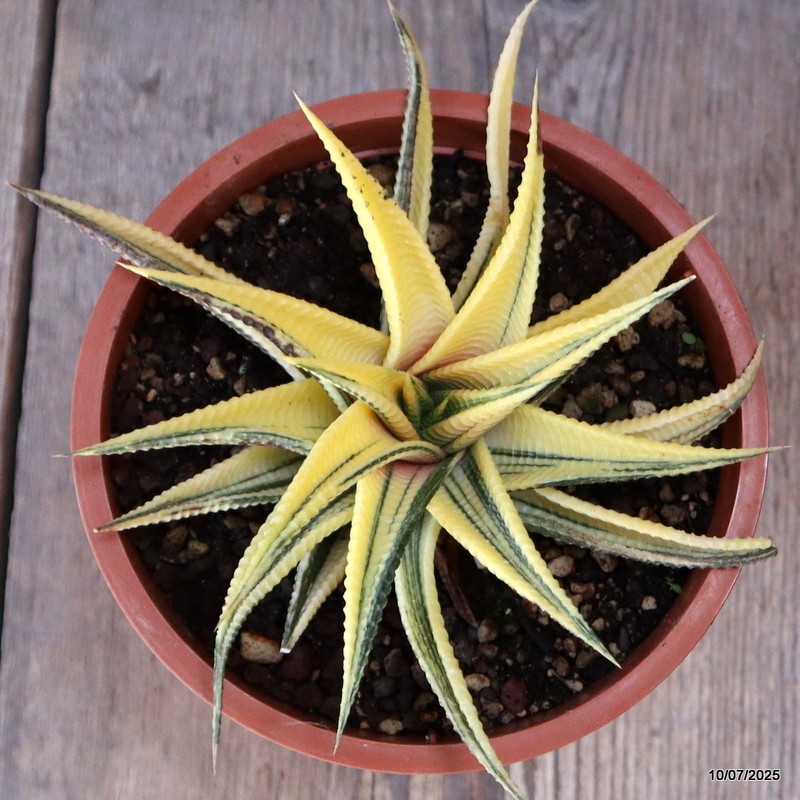 D5197 HAWORTHIA LIMIFOLIA VARIEGATED pot13-H6-W14 cm MaMa Cactus