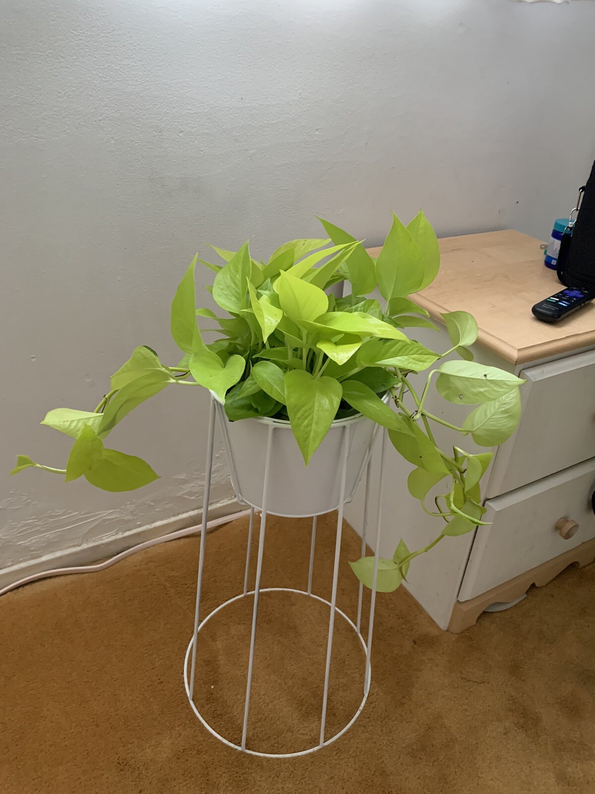 Indoor Live Plants Bundles Including 6inch Potted Pothos Plants