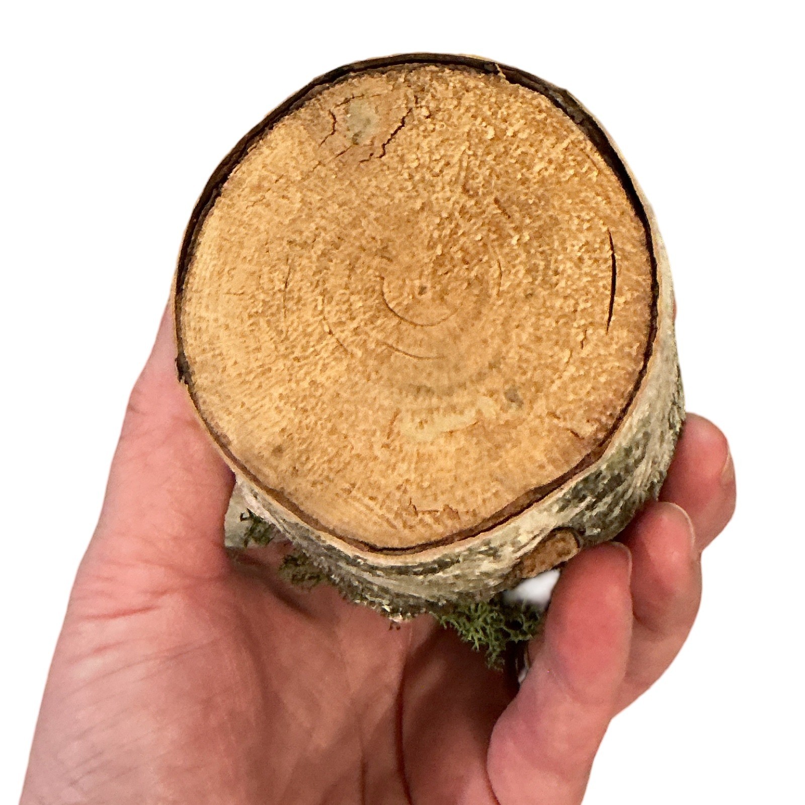 Rustic Artificial Succulent in Birch Log Base with Moss and Terracotta Pot