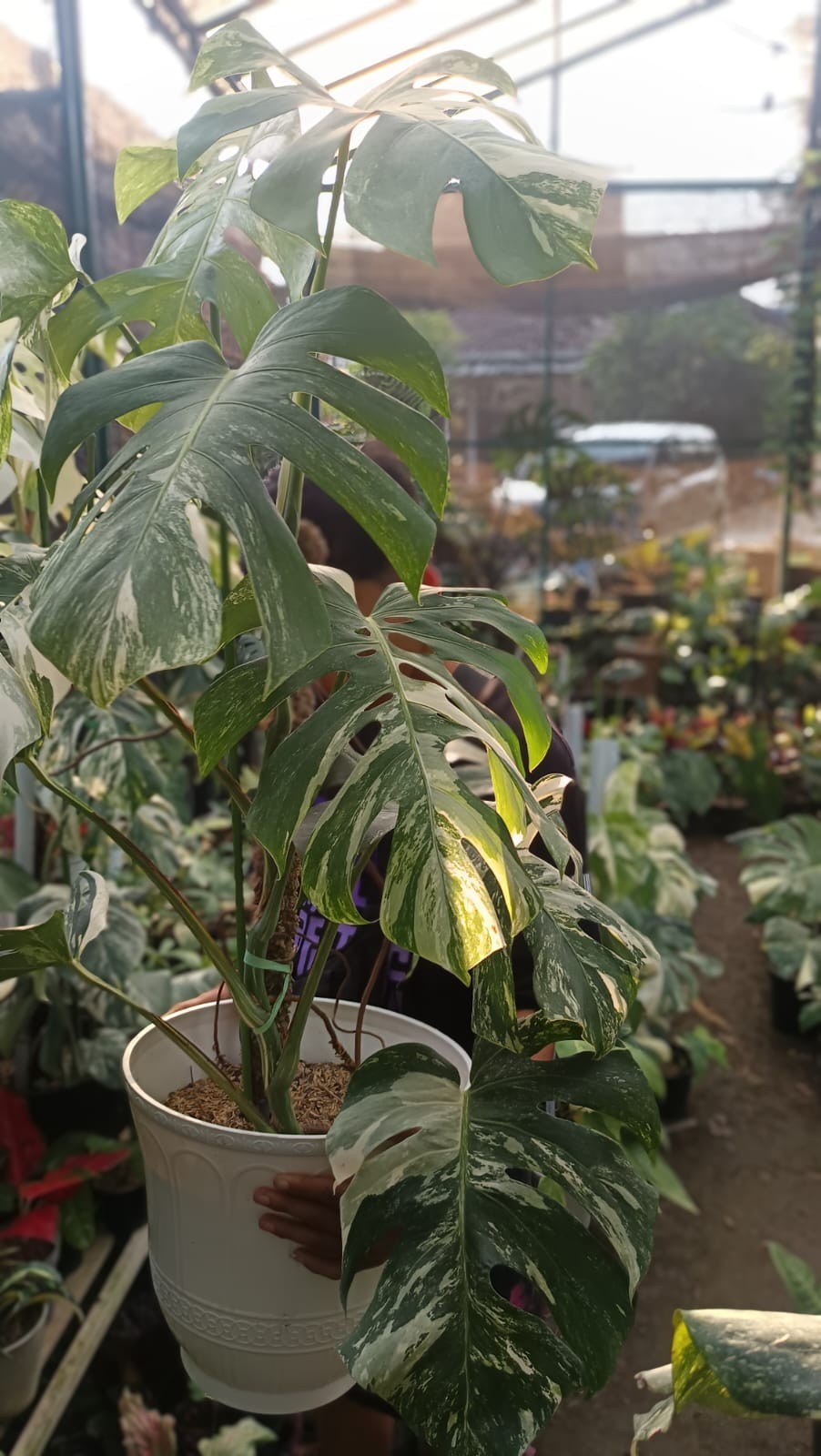 Sansevieria Silver Frost Rare Uniqe Snake Plant