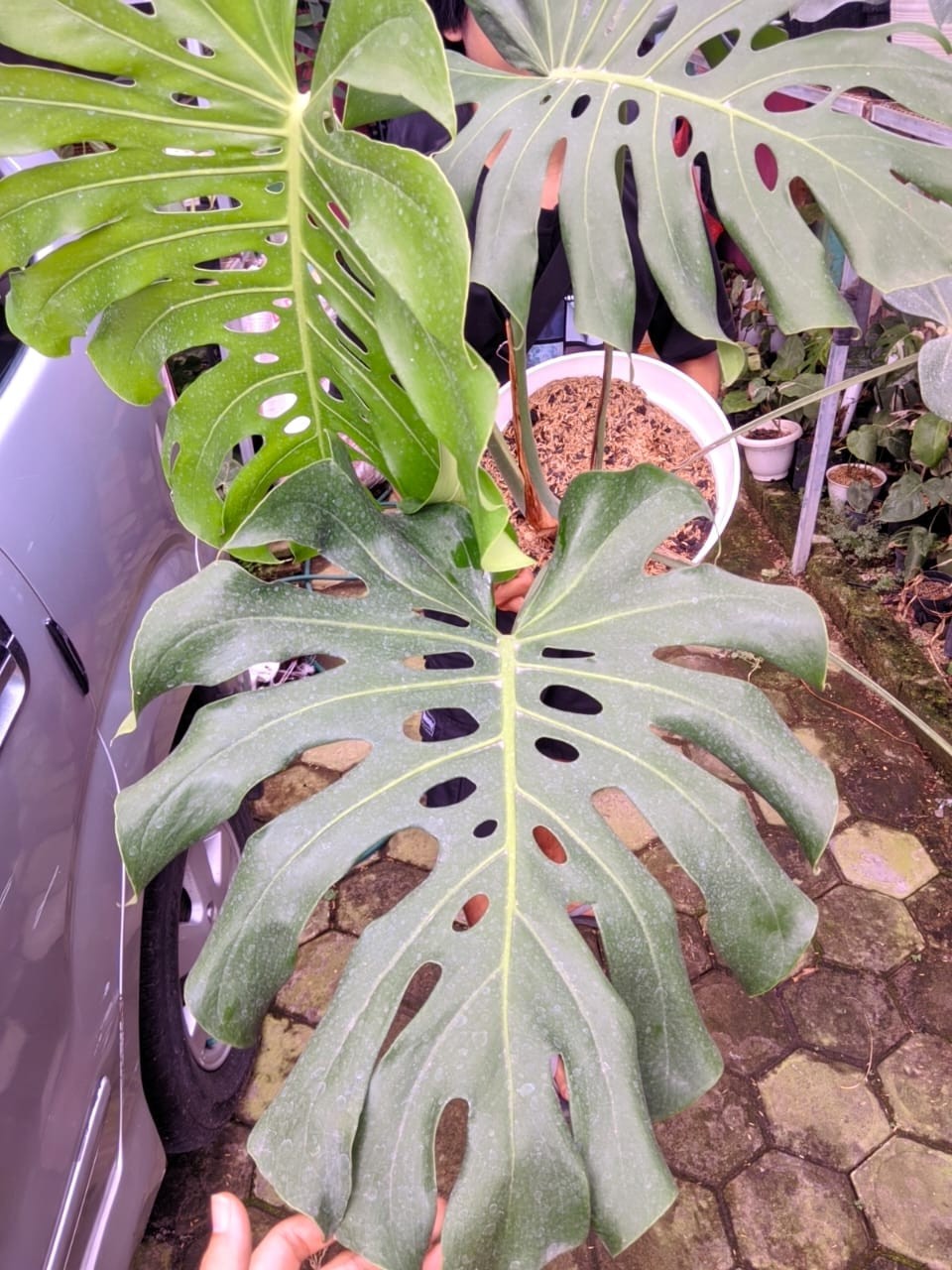 Monstera Deliciosa Very Green Beauty Super Big Size Mature Real Picture