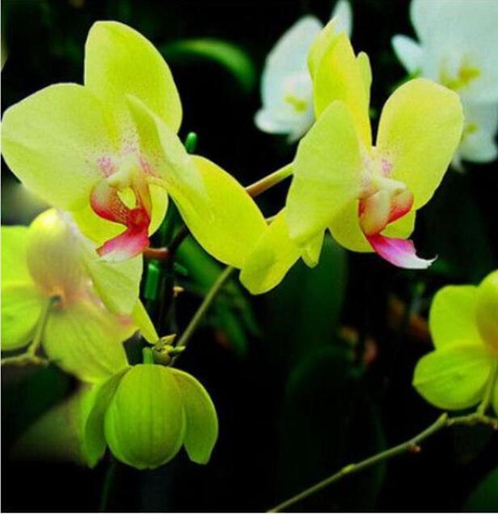 (10) ORCHID SEEDS rare exotic flower bloom for house plant USA SELLER W/TRACK