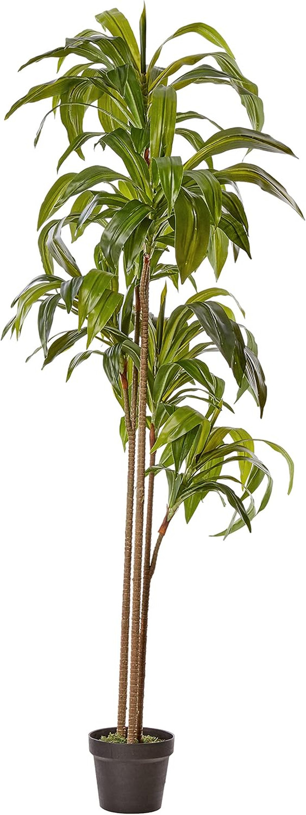 6Ft. Dracaena Silk Plant (Real Touch)