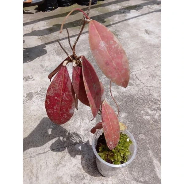 Hoya Aff Lambii Red Leaves Rare Plant