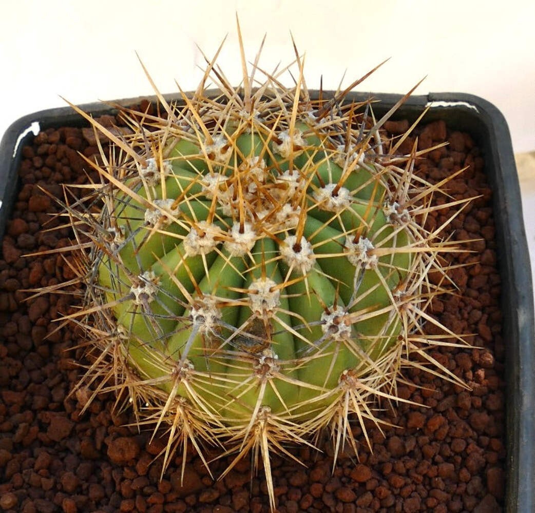 Cereus pasacana 11,5cm diameter – Pasacana cactus | Argentine saguaro
