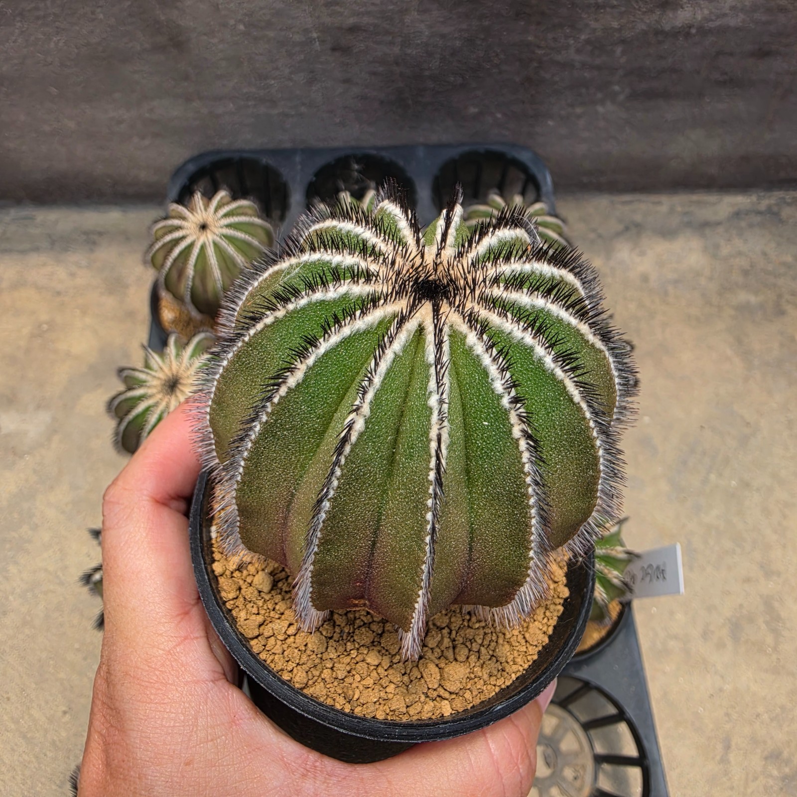 DE13: Uebelmannia pectinifera (L)
